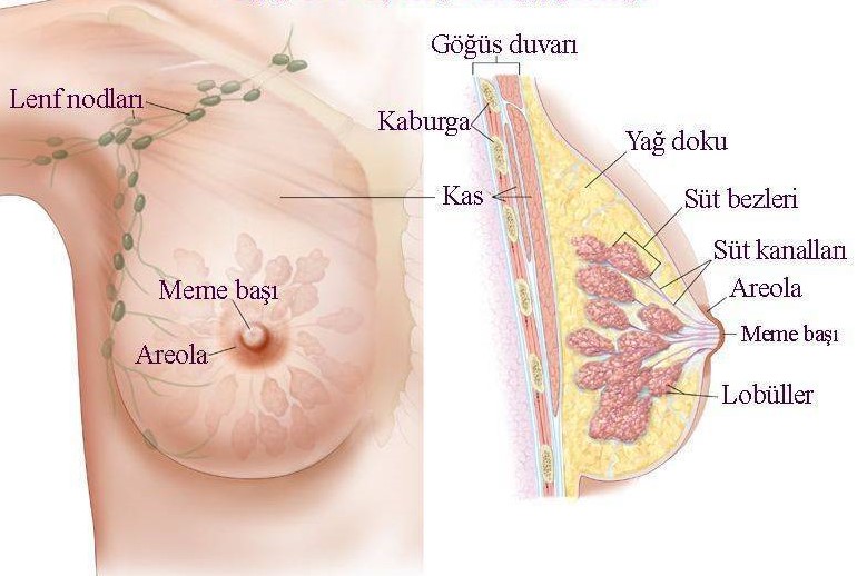 Breast Diseases
