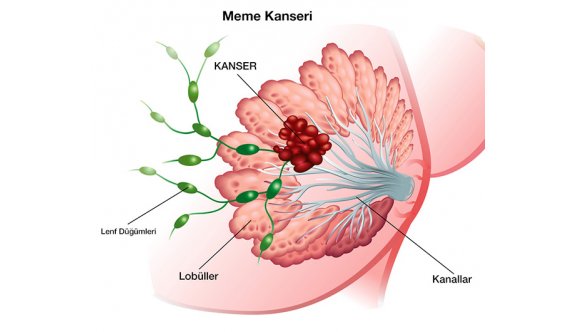 -Meme Kanserinden Korunma