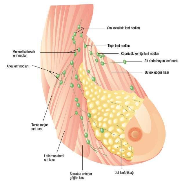 Marking of Sentinel Lymph Node with Nanotechnological Magnetic Material
