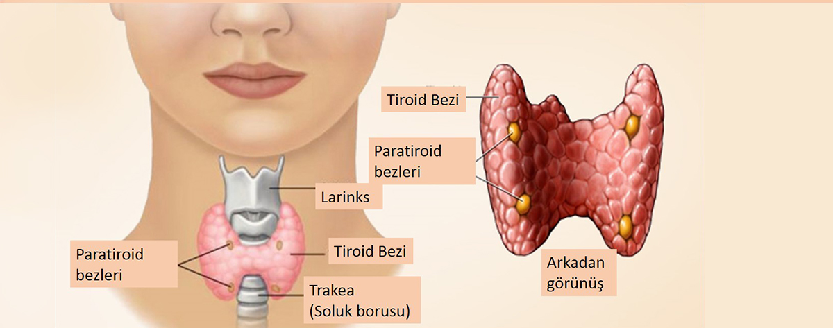 Thyroid Diseases
